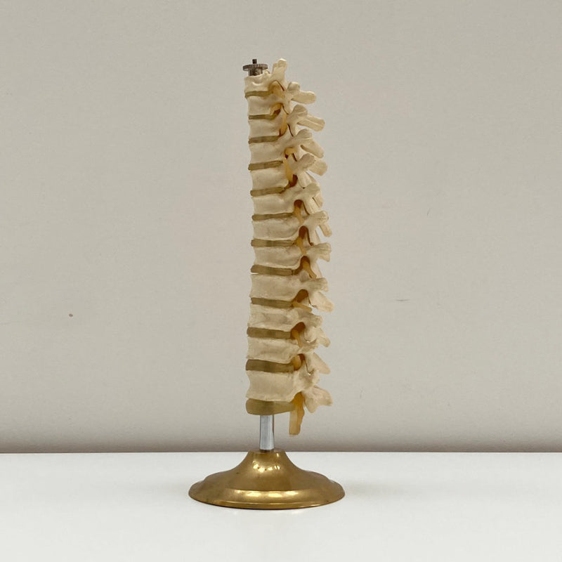Plastic Anatomical Model of the Thoracic Vertebrae of the Human Spine
