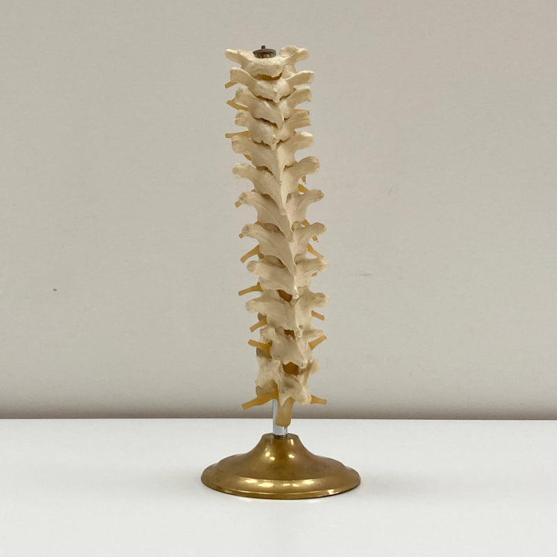 Plastic Anatomical Model of the Thoracic Vertebrae of the Human Spine
