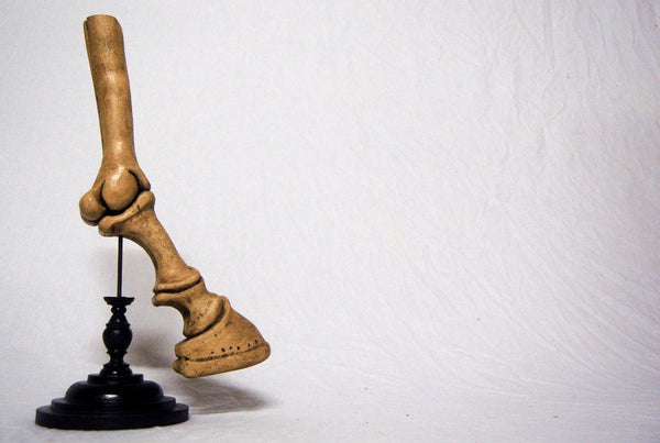 Anotomical Model of a Horses Leg in the Manner of Dr Auzoux with Ebonised Turned Base - Jason Clarke Antiques