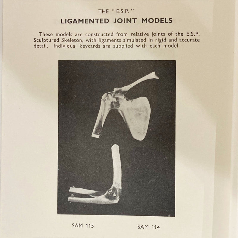 Anatomical Elbow Joint Model by Educational & Scientific Plastics Ltd