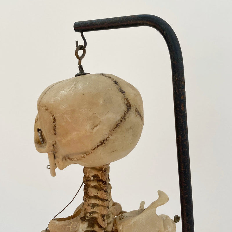 Mid Century Table Top Anatomical Skeleton by The Educational & Scientific Plastics Company