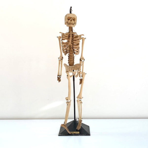 Mid Century Table Top Anatomical Skeleton by The Educational & Scientific Plastics Company