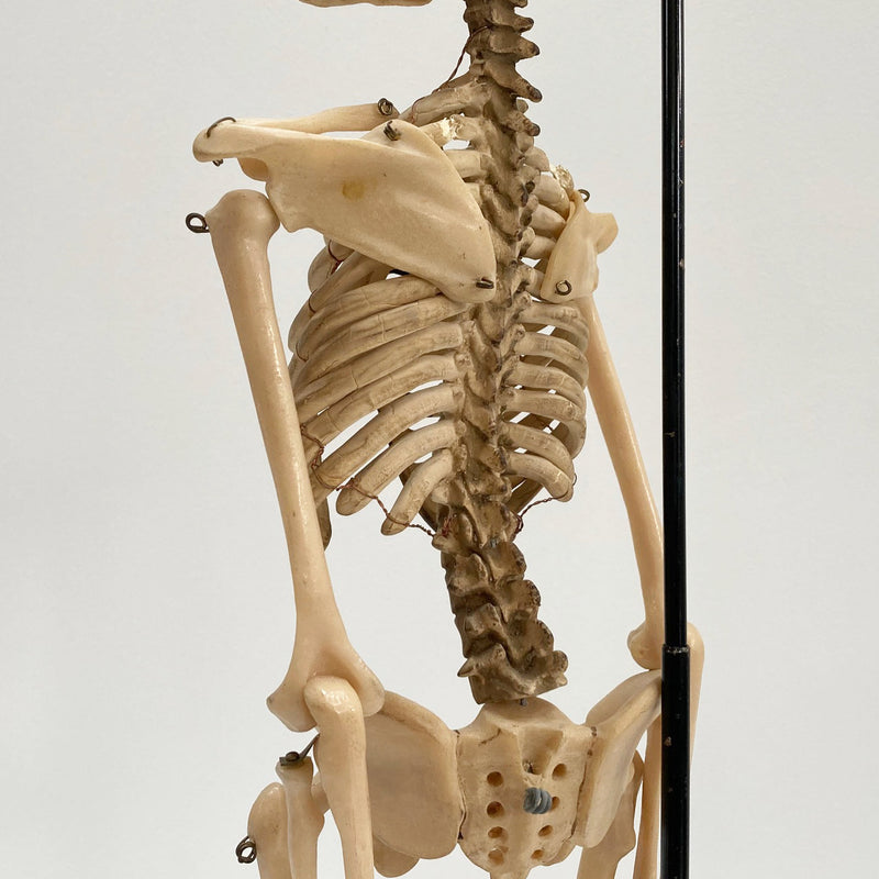 Tabletop Anatomical Skeleton in Case by Educational & Scientific Plastics Ltd