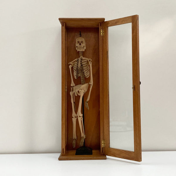 Tabletop Anatomical Skeleton in Case by Educational & Scientific Plastics Ltd